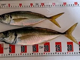 ライトアジ好調。35㎝も！
