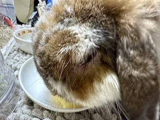 バイバイプリン・他愛もないけれど貴重な時…
