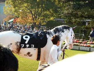 京都開催の菊花賞の過去５年の１着馬５頭の…