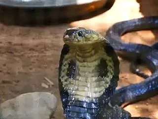 毒抜きは適切に！（日記）