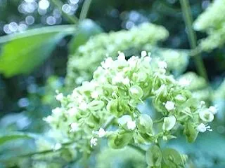 草丈が高いです
