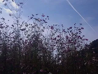 秋桜