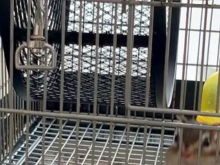 回し車
