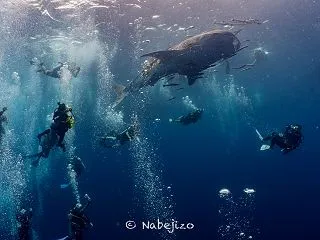 【Underwater: Log】ジンベ…