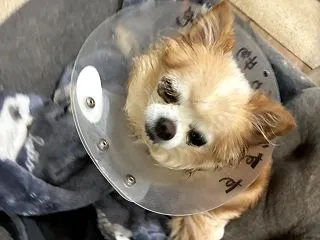 抜糸できるのかな？(^▽^;)