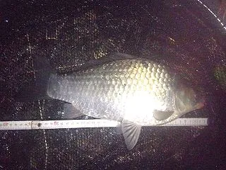 昨日の五目狙いと今日のハゼ釣りの報告！！…