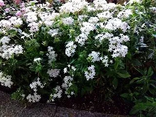 ペンタス