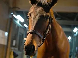 今週の出走愛馬 ムーンベリル 京都 なで…