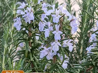 花火大会が秋の風物詩に?