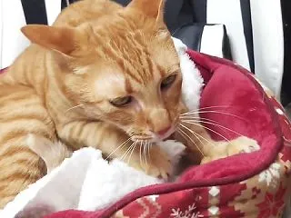 まるのフルコースふみふみ編