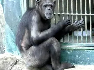 【子連れ客のマナー崩壊】動物園のチンパン…