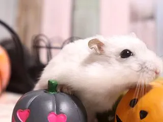 寒くなってきました