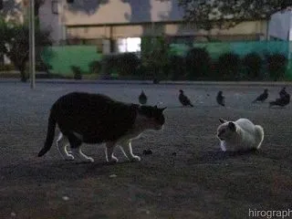 集会