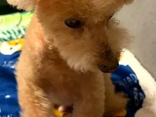 チョイチョイ