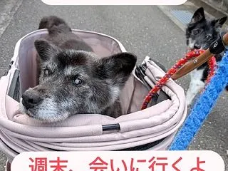 訃報 カンカン旅立ってしまいました・・・…