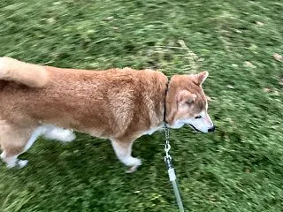 気温が下がるにつれ、散歩の速度もアップ！