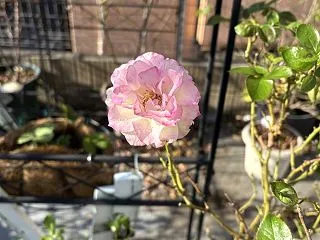 【ガーデニング】【家庭菜園】ちょっと遅い…