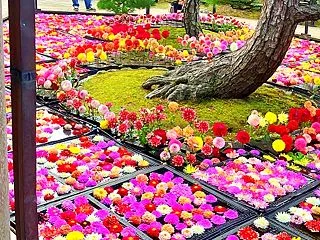松江・大根島「由志園」☆豪華絢爛！10万…