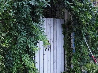 つるバラの剪定と誘引【土壌改良と団粒化】…