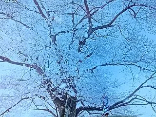 この木似ている