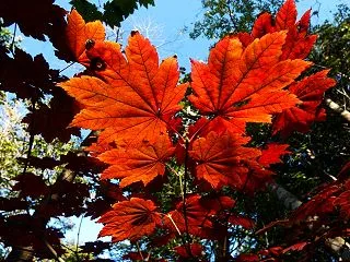 ハウチワカエデ（羽団扇楓）の紅葉 