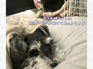 ワンコ達、布団掛けて寝る？寝ない？
