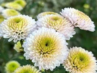 咲き急ぐ菊、着物整理の終着点