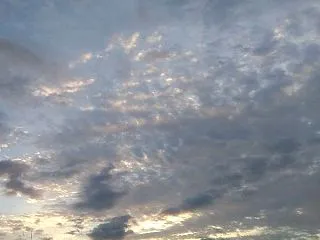 『鳥たちの暮らしは常に忙しく命の世界は一…