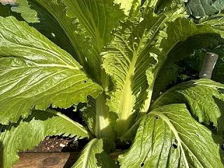 韓国の白菜とその他の野菜