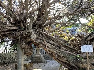 神秘の巨大神木アコウ：＠【龍王神社】和歌…