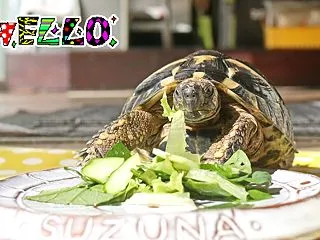 キュウリを食べて水分補給