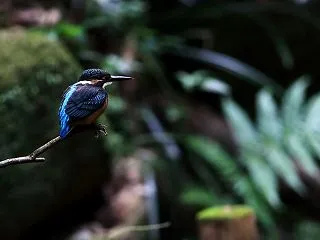 オスの若 ＾＾