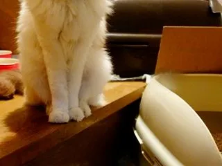 悪化した野生児。