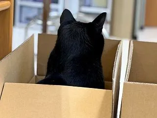 空いた箱と黒猫