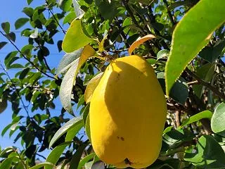 信州上田 実りの秋、丸々育った花梨の収穫