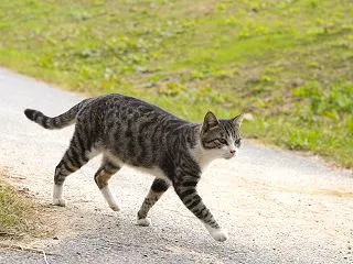 公園の遊歩道を