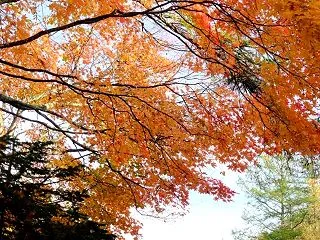 【紅葉2泊3日旅①】カムイの湯ラビスタ阿…