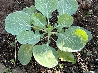 キャベツが予想に反して順調に成長中！害虫…