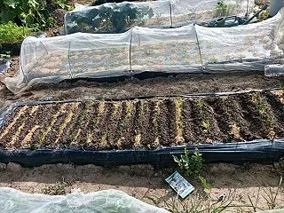 玉ネギべと病の土壌消毒について(10/2…