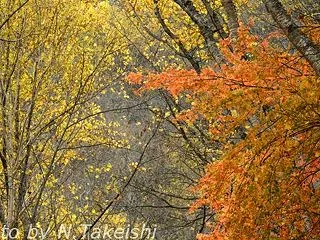 安房峠の紅葉