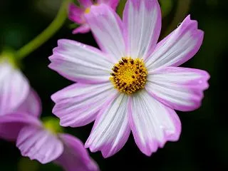 わが家の10月の花（8） コスモス ラン…