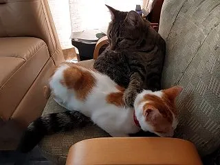 ニコちゃん骨折？