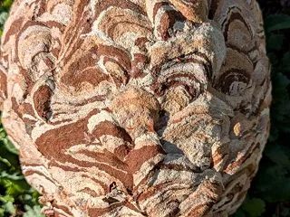 スズメバチ