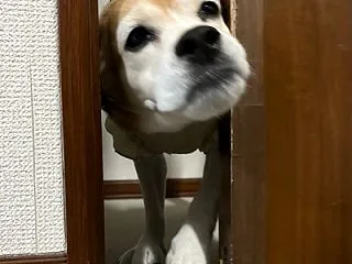 明日が待ち遠しい