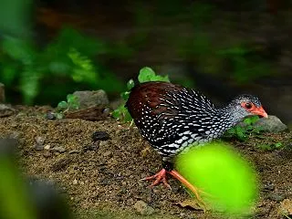 セイロンケズメシャコ（スリランカ探鳥）