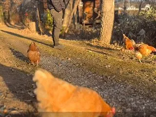 吾輩は鶏である