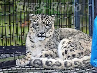 旭山動物園 07 ユキヒョウ アムールヒ…