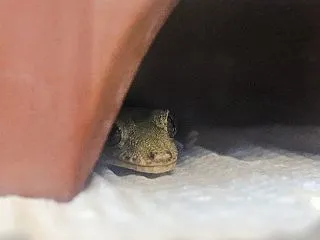 本日のヤモリです。2305日目