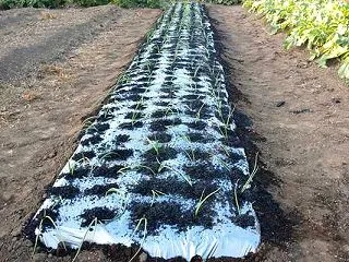 超極早生玉ねぎの定植と紅はるかの収穫