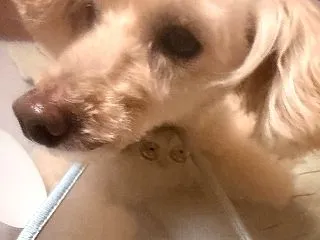 ひなた歯周病治療(観覧注意)